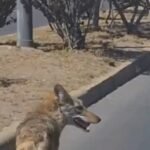 Ayer se registró un fuerte choque de autobús AU dejando como saldo 4 personas lesionadas.