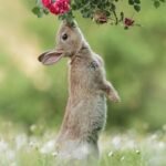 ASESINAN A UN CAÑERO .