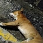 Choferes del transporte público serán sometidos a pruebas antidoping: SMT