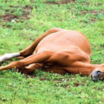 ESPAÑA NO PIDE DISCULPAS