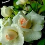 La reflexión del padre José de Jesús Aguilar Valdés.