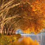 #EJECUT4N_A_JÓVEN_DE_38_AÑOS_EN_BARBERIA_DEL_FRACCIONAMIENTO_REFORMA