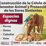 Noticias oro Tehuacán fuerte