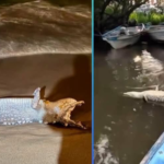 *Más de 7 mil atenciones reciben habitantes de Ahuazotepec durante Ferias de Paz*